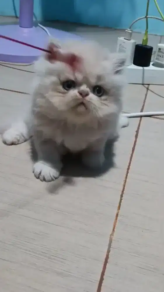 Ready jantan umur 2bulan