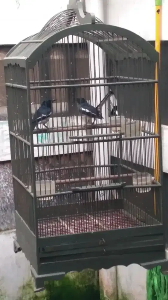 Jual kacer poci sepasang