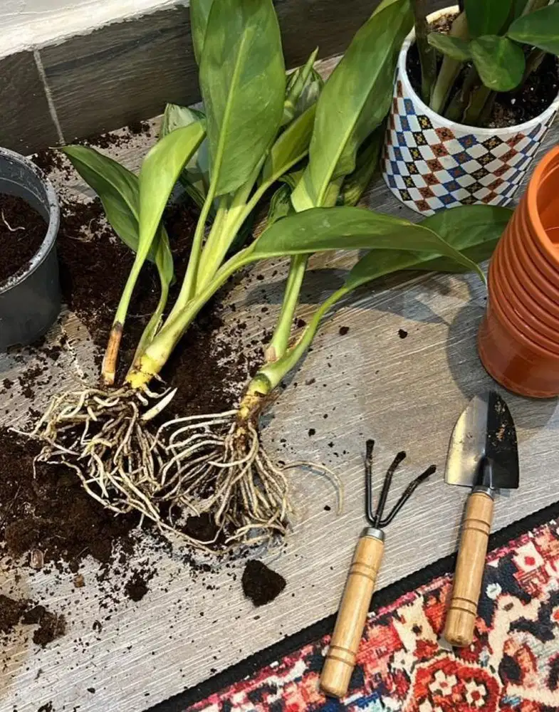 Di cari untuk ART di rumah