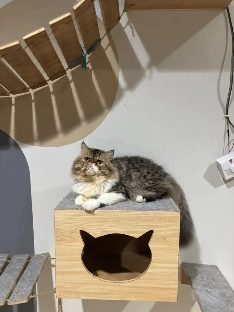 Pacak peaknose bigbone