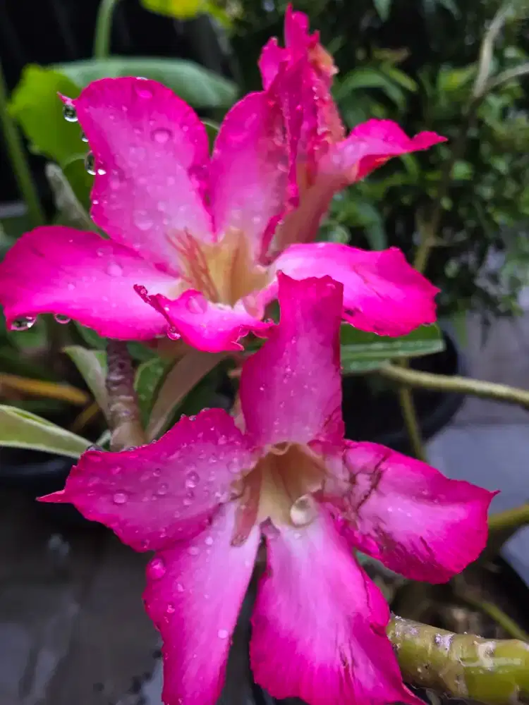 Dicari stylish /therapis salon muslimah