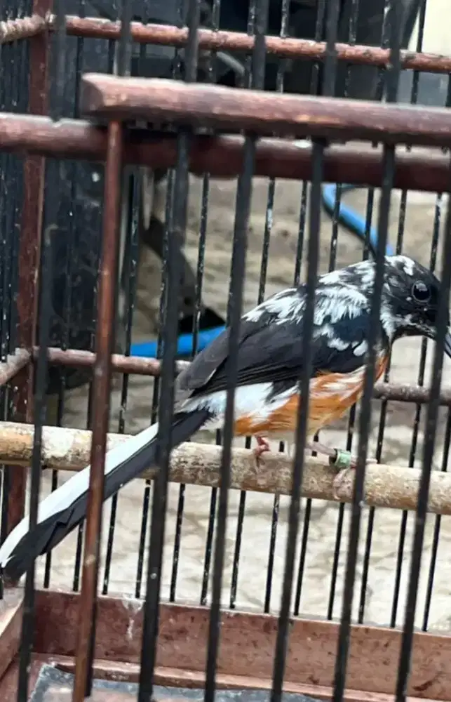 Murai betina blorok extreme Trah panda