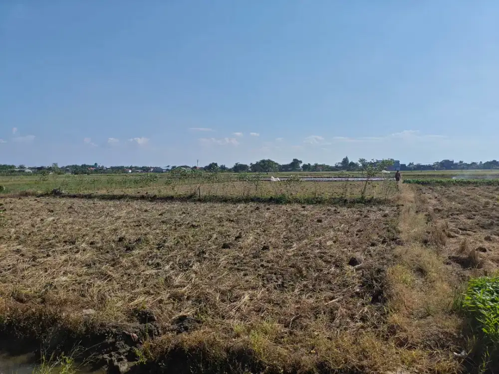 TANAH GRESIK SHM 2291 m2 murah