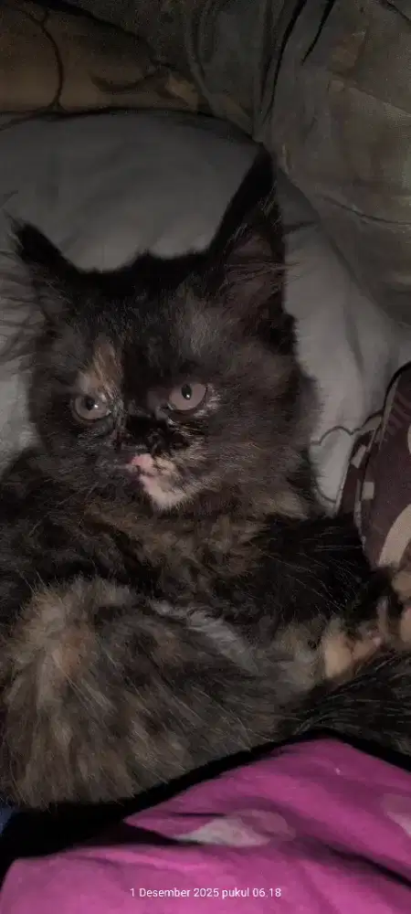 Kitten persmed betina