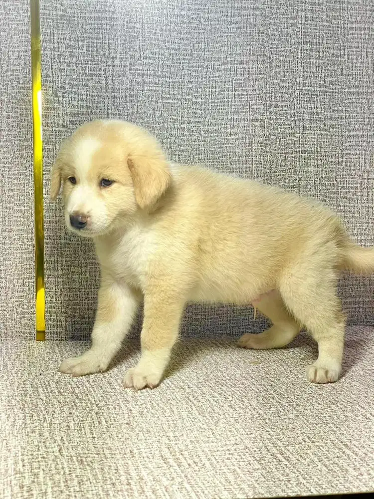 Puppy Golden mix Husky