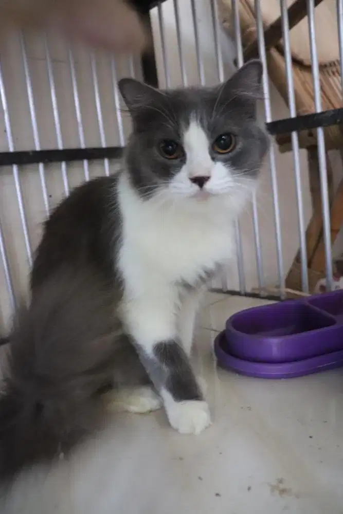 kucing kitten longhair dan peaknose silangan persia