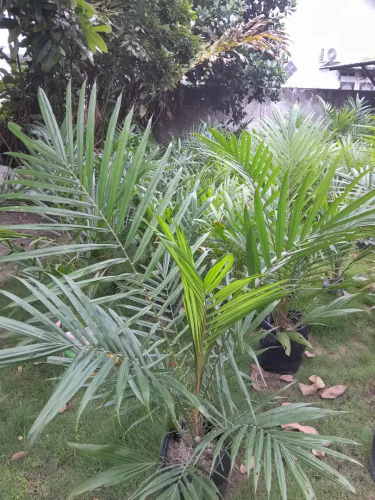 Bibit sawit verdant select