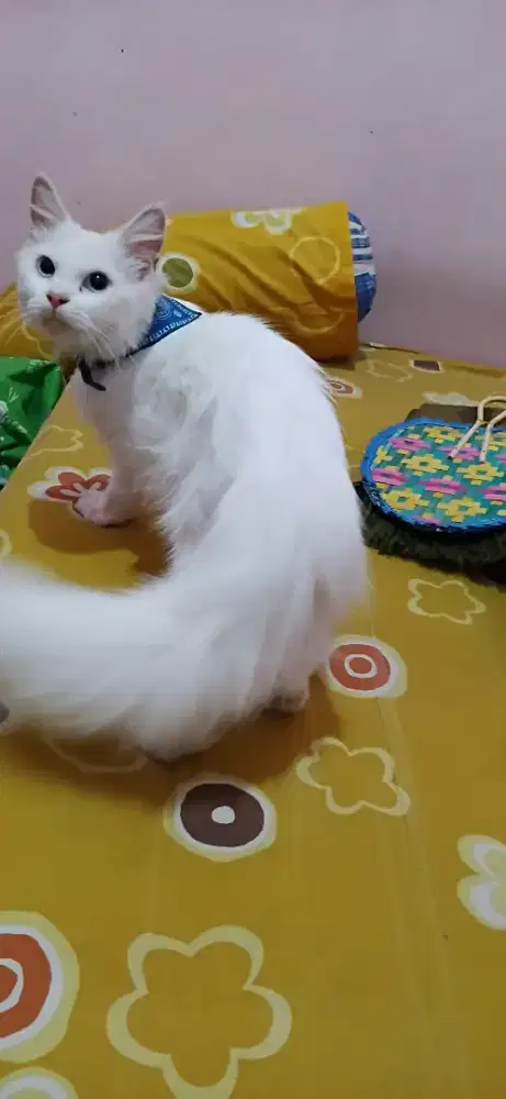 Kucing persia betina blue eyes