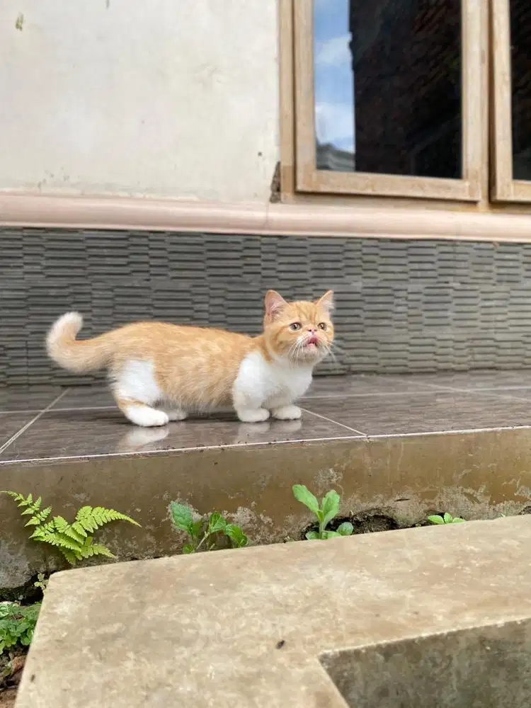 Kitten munchkin peaknose exo kucing minuet british shorthair