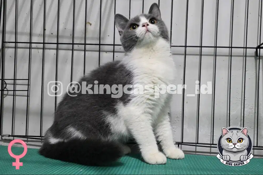 British Shorthair Kitten Bi Color Blue Mahar Murah