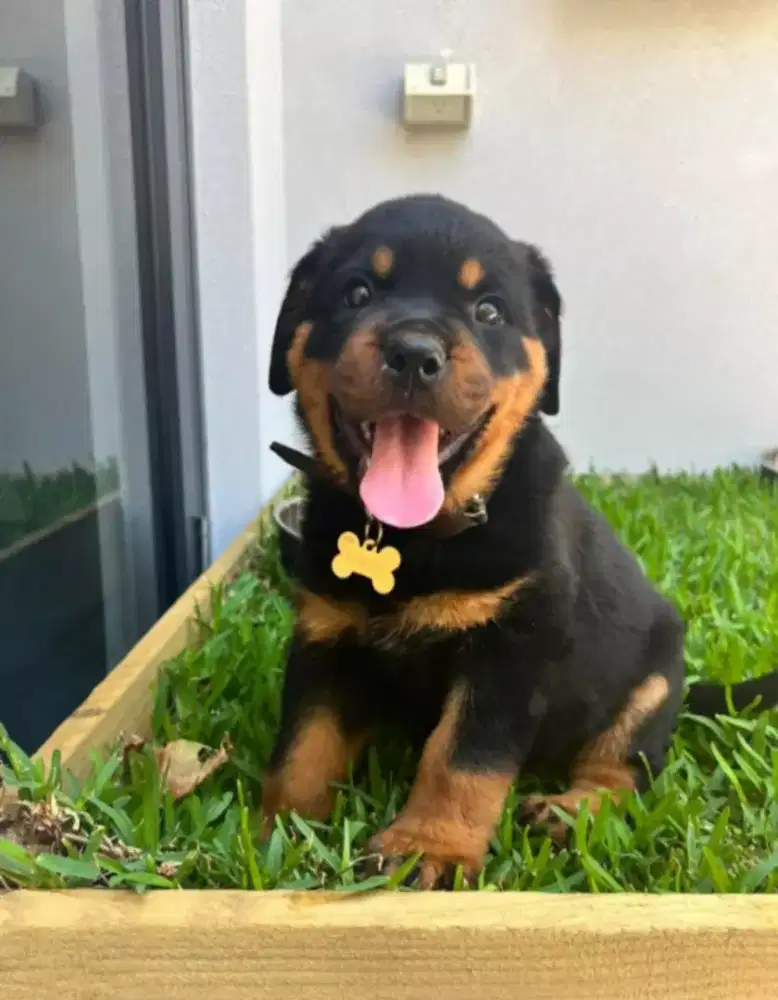 DIJUAL ANJING ROTTWEILER