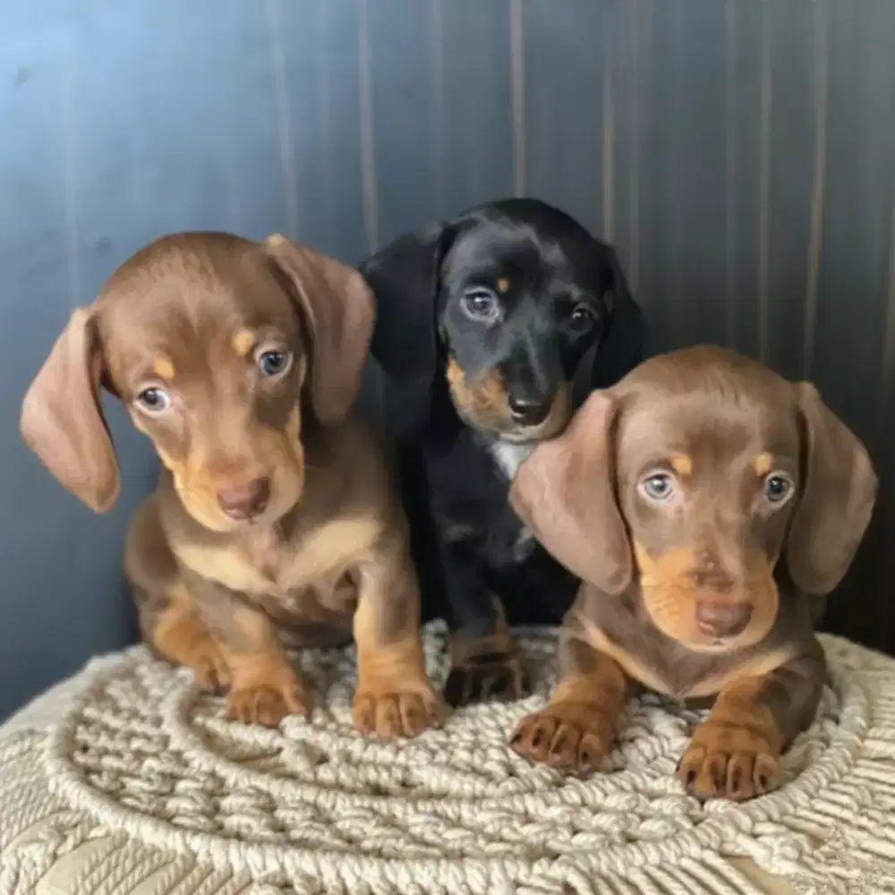 DIJUAL ANJING MINI TEKEL