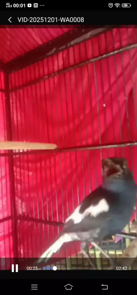 Kacer gacor RP 700.000 nego