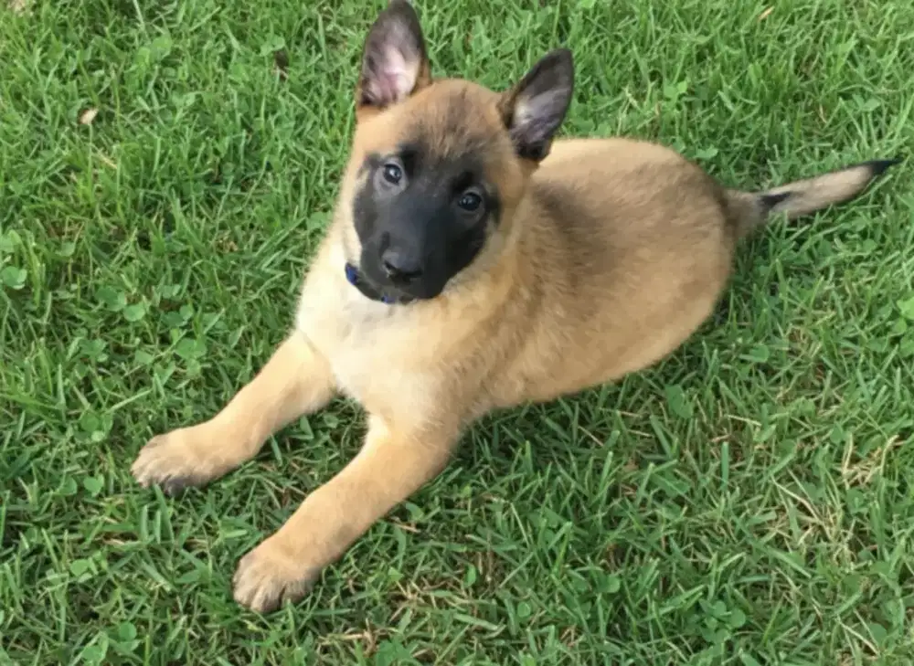 DIJUAL ANJING BELGIAN MALINOIS
