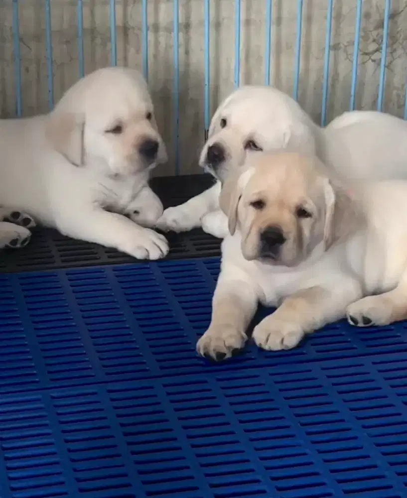 DIJUAL ANJING LABRADOR RETRIEVER