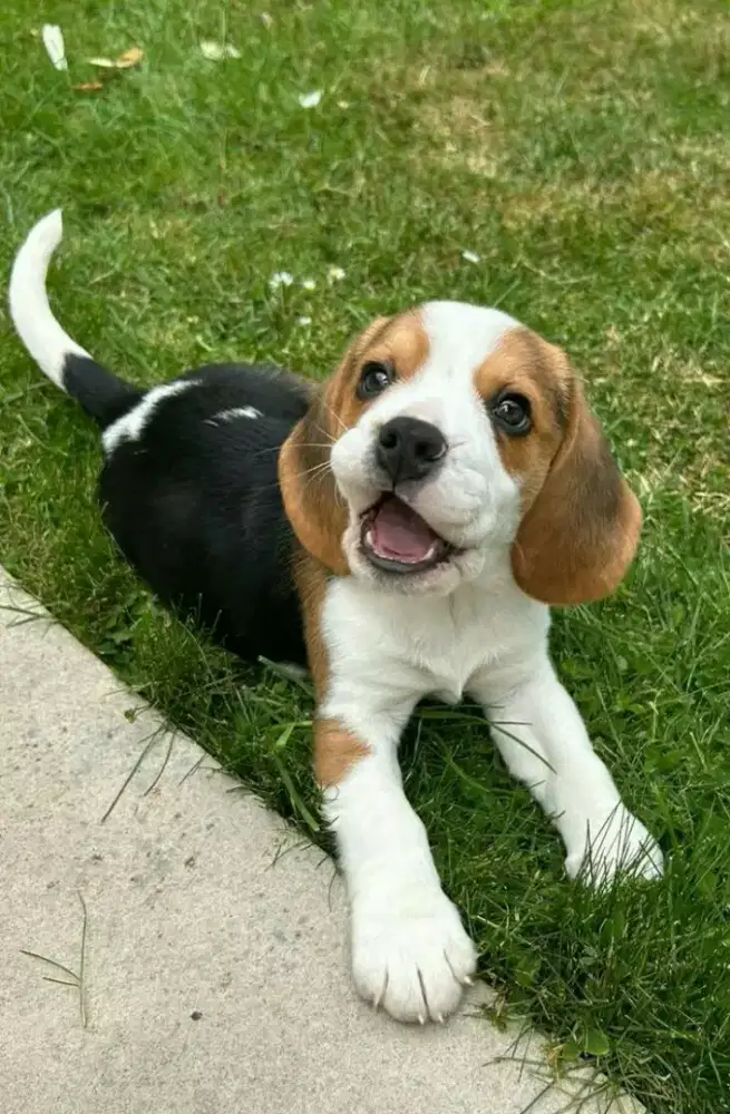 DIJUAL ANAK ANJING BEAGLE