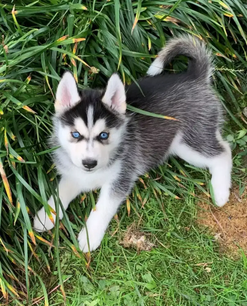 DIJUAL ANJING SIBERIAN HUSKY