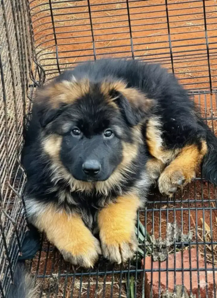 DIJUAL ANJING HERDER GSD