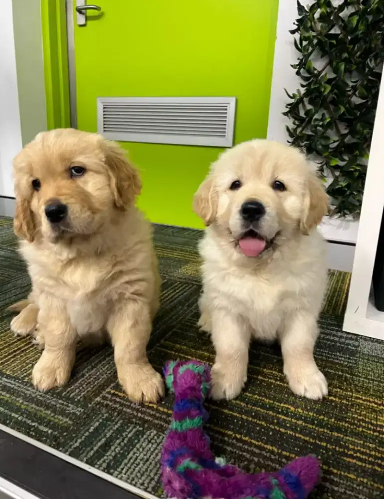 DIJUAL ANJING GOLDEN RETRIEVER