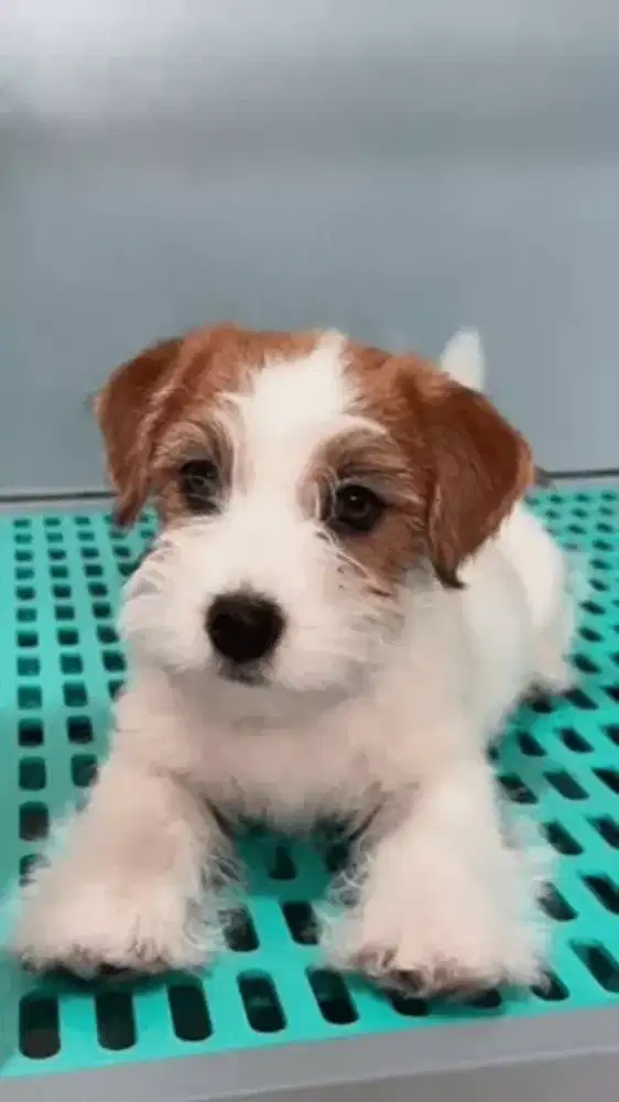 DIJUAL ANJING JACK RUSSELL TERRIER