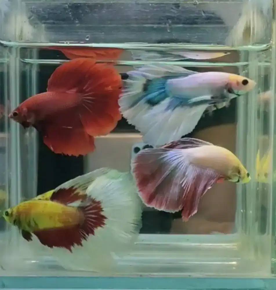 Ikan Cupang Halfmoon Ekor Lebar