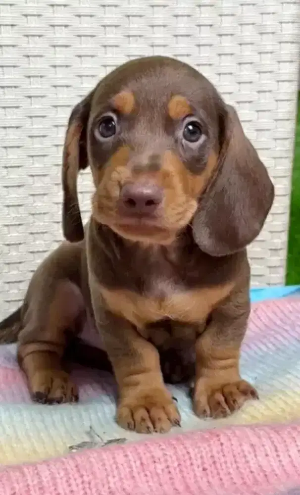 DIJUAL ANAK ANJING TEKEL (DACHSHUND)