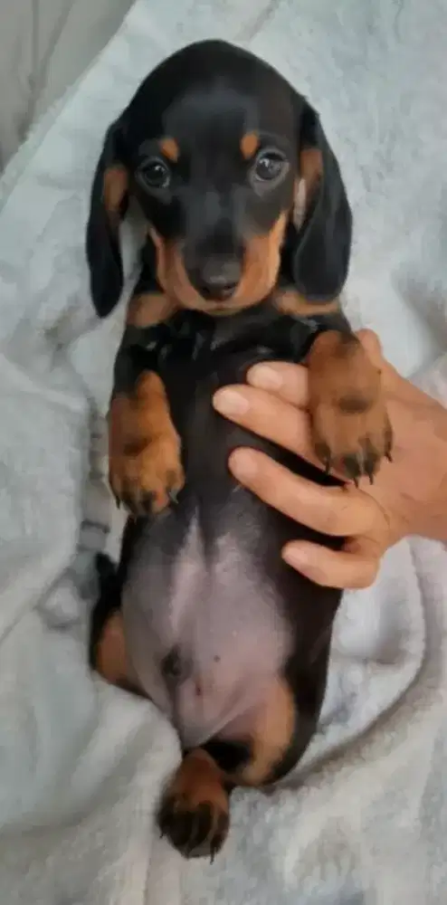 DIJUAL ANAK ANJING TEKEL (DACHSHUND)