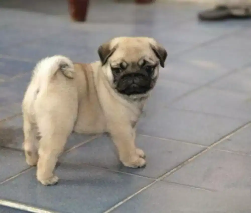 DIJUAL ANAK ANJING PUG
