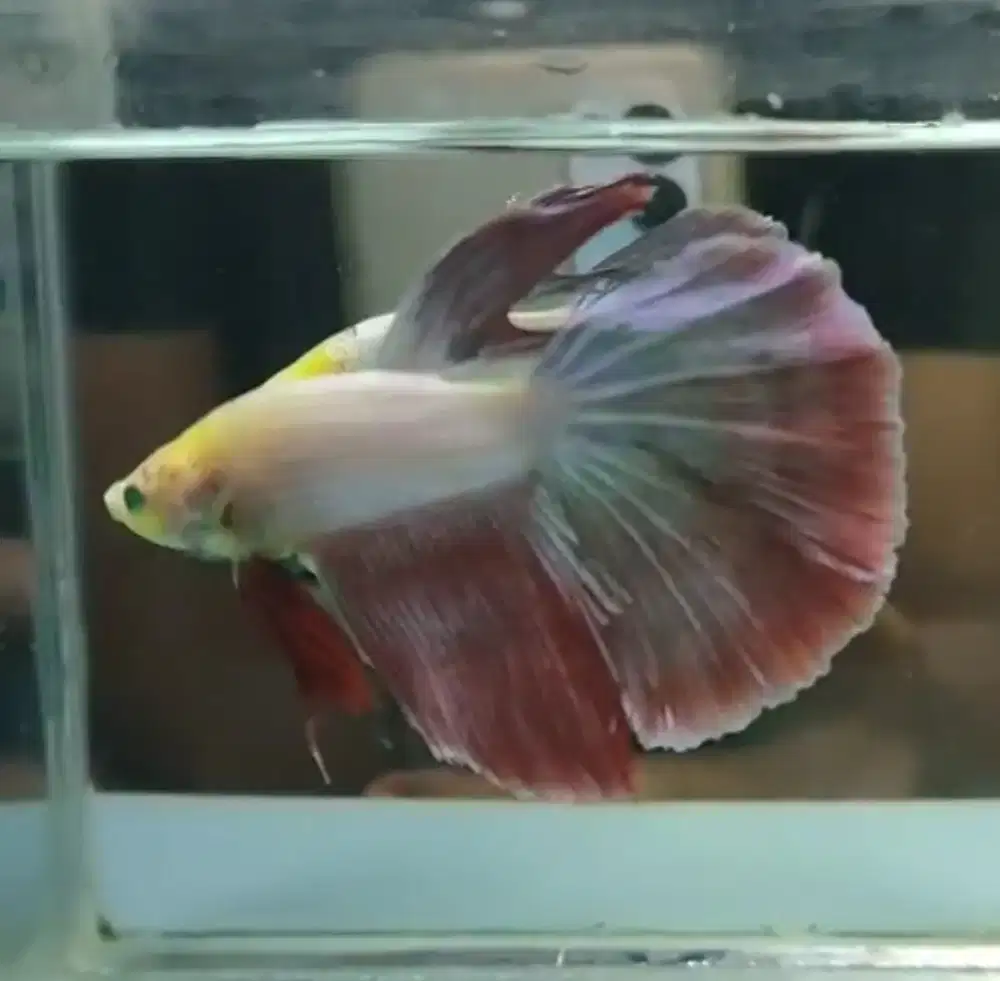 Ikan Cupang Neon Maskot Ekor Lebar