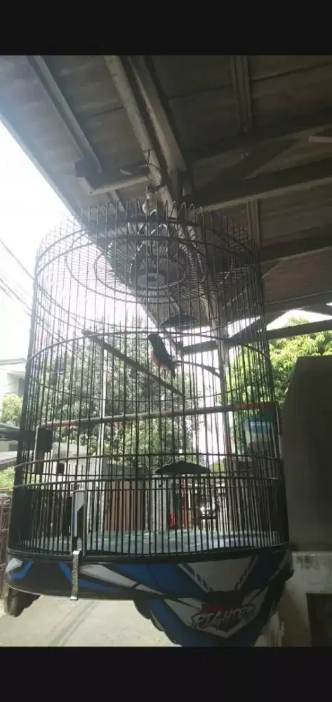 Murai seri F gacor kaki deker