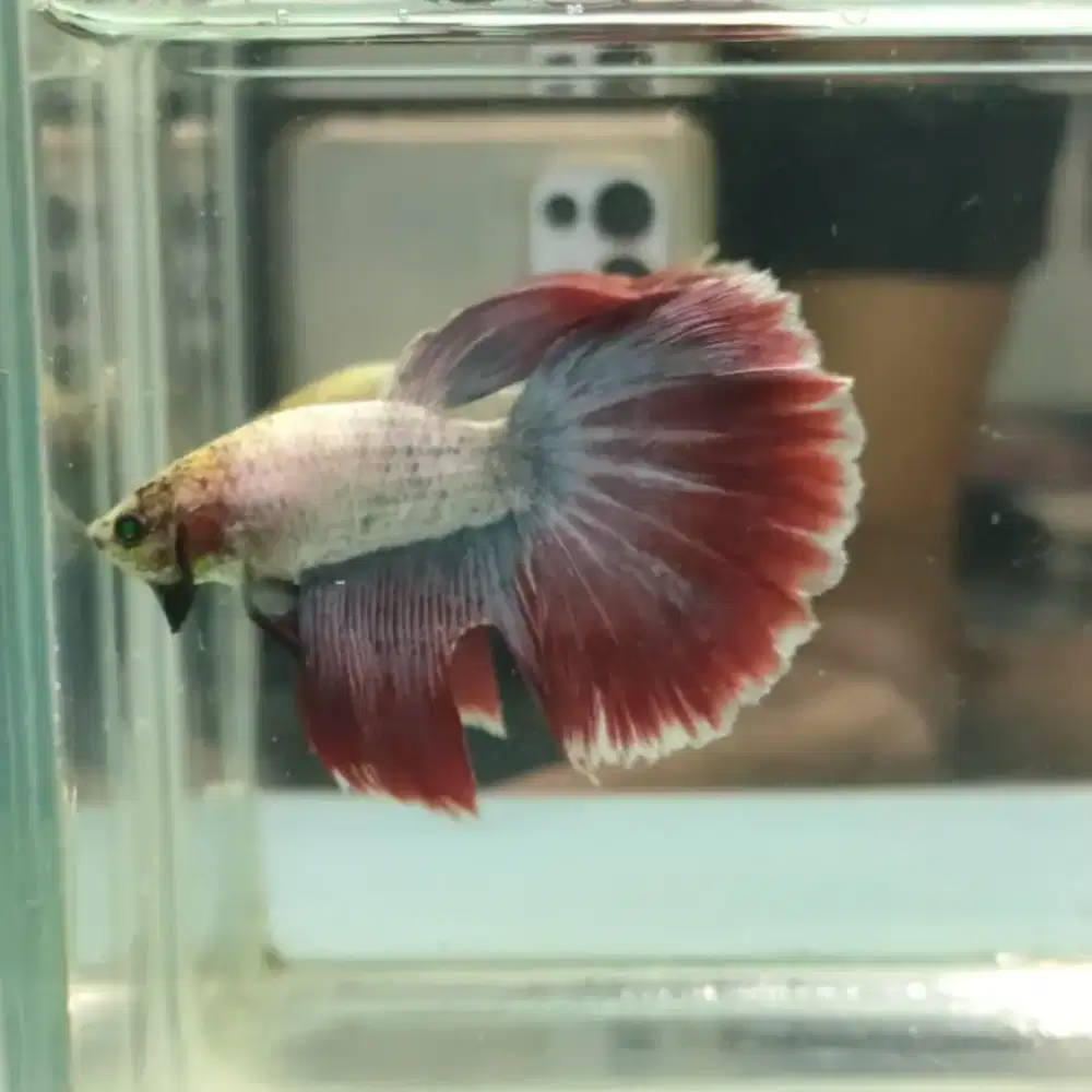 Ikan Cupang Halfmoon Neon Maskot