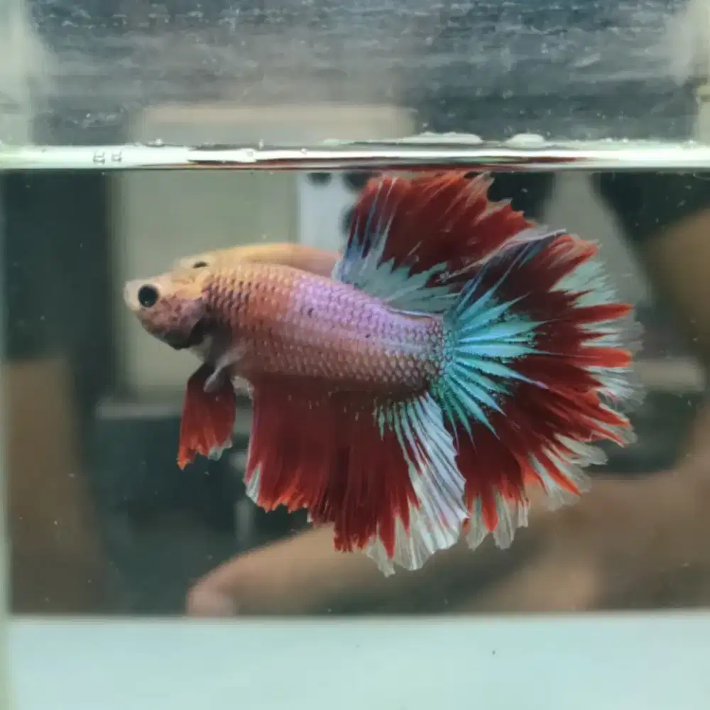 Ikan Cupang Halfmoon Rosetail Maskot