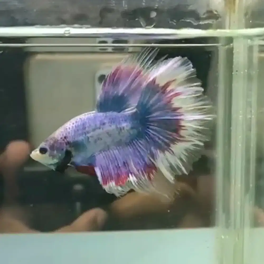 Ikan Cupang Halfmoon Maskot Purple