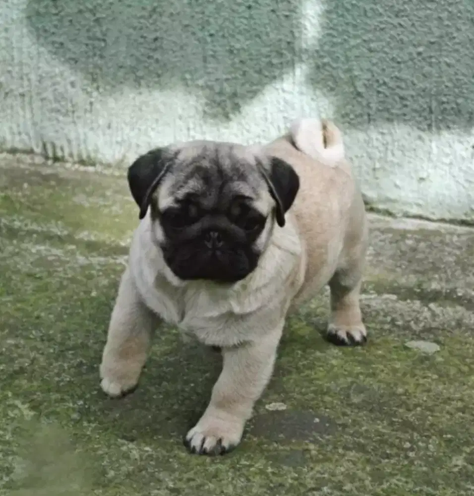 DIJUAL ANAK ANJING PUG
