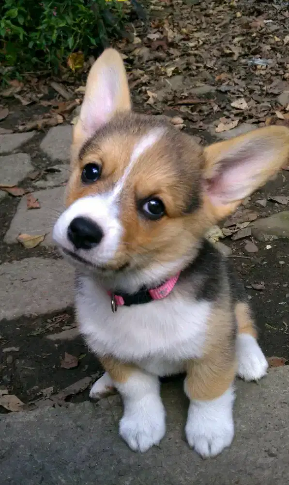 DIJUAL ANAK ANJING WELSH CORGI
