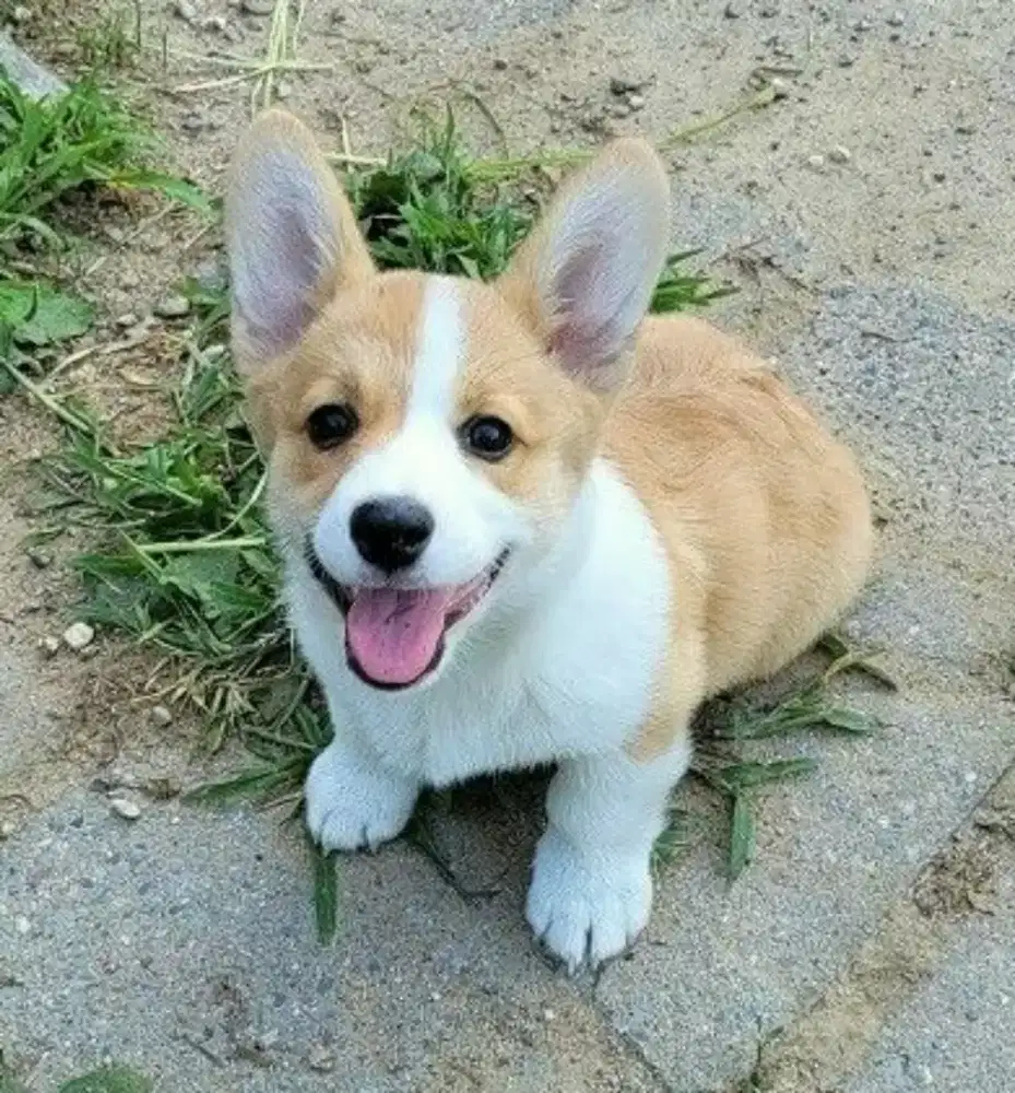 DIJUAL ANAK ANJING WELSH CORGI