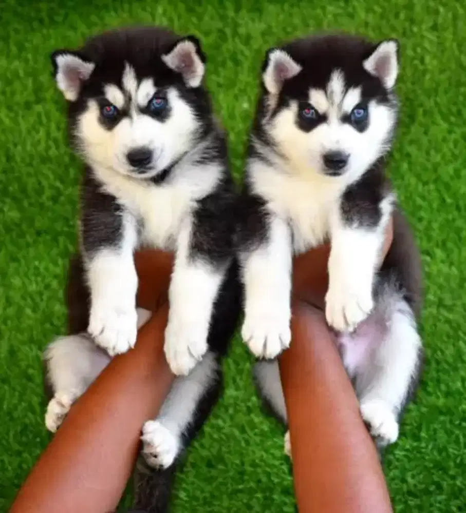 DIJUAL ANAK ANJING SIBERIAN HUSKY
