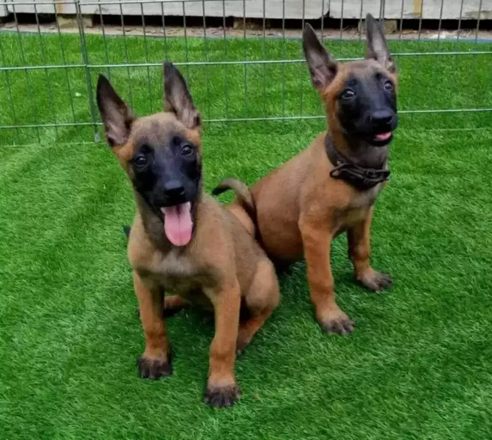 DIJUAL ANAK ANJING BELGIAN MALINOIS