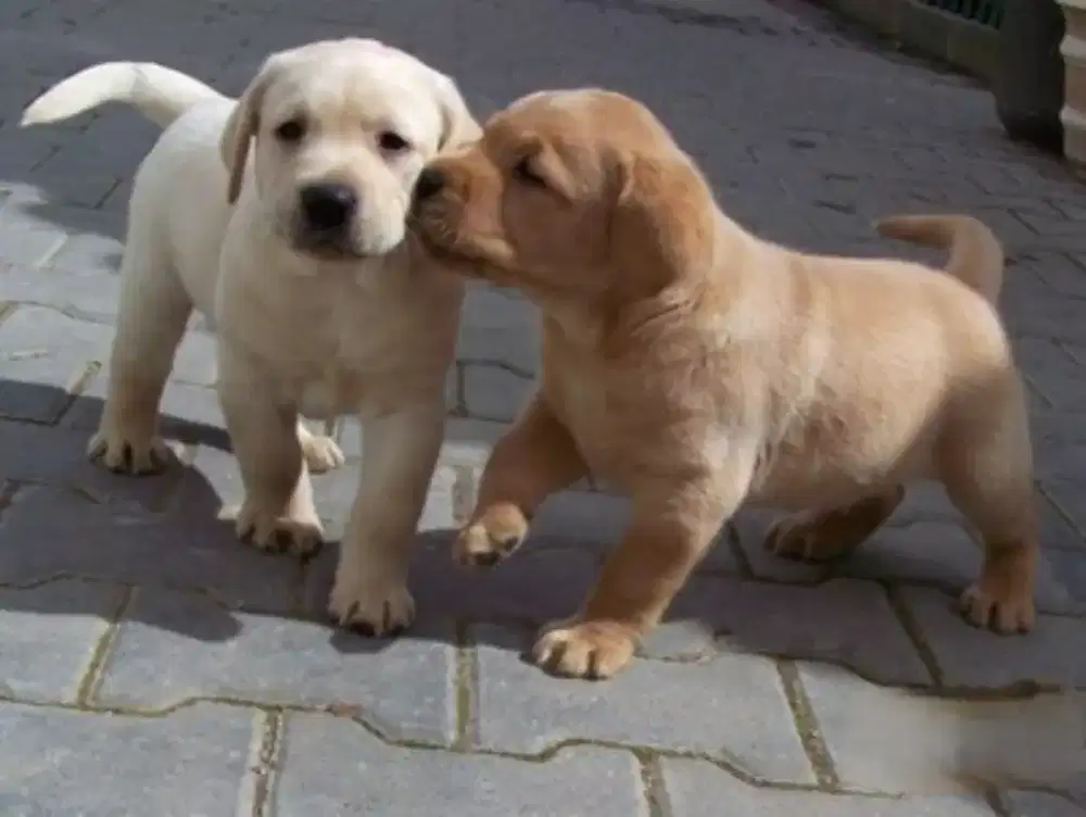 DIJUAL ANAK ANJING LABRADOR