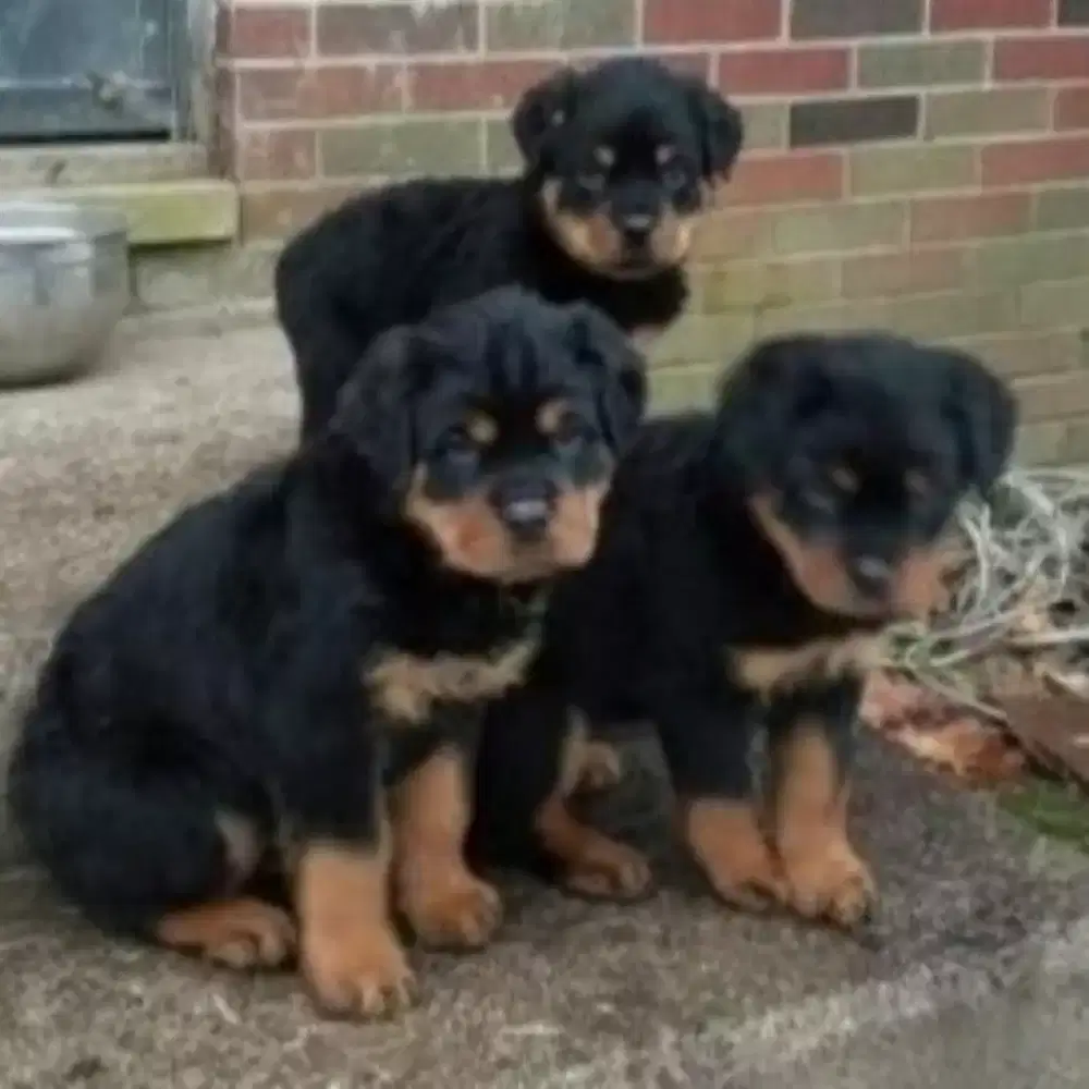 DIJUAL ANAK ANJING ROTTWEILER