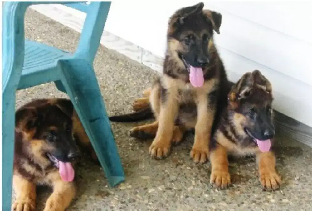 DIJUAL ANAK ANJING HERDER (GSD)