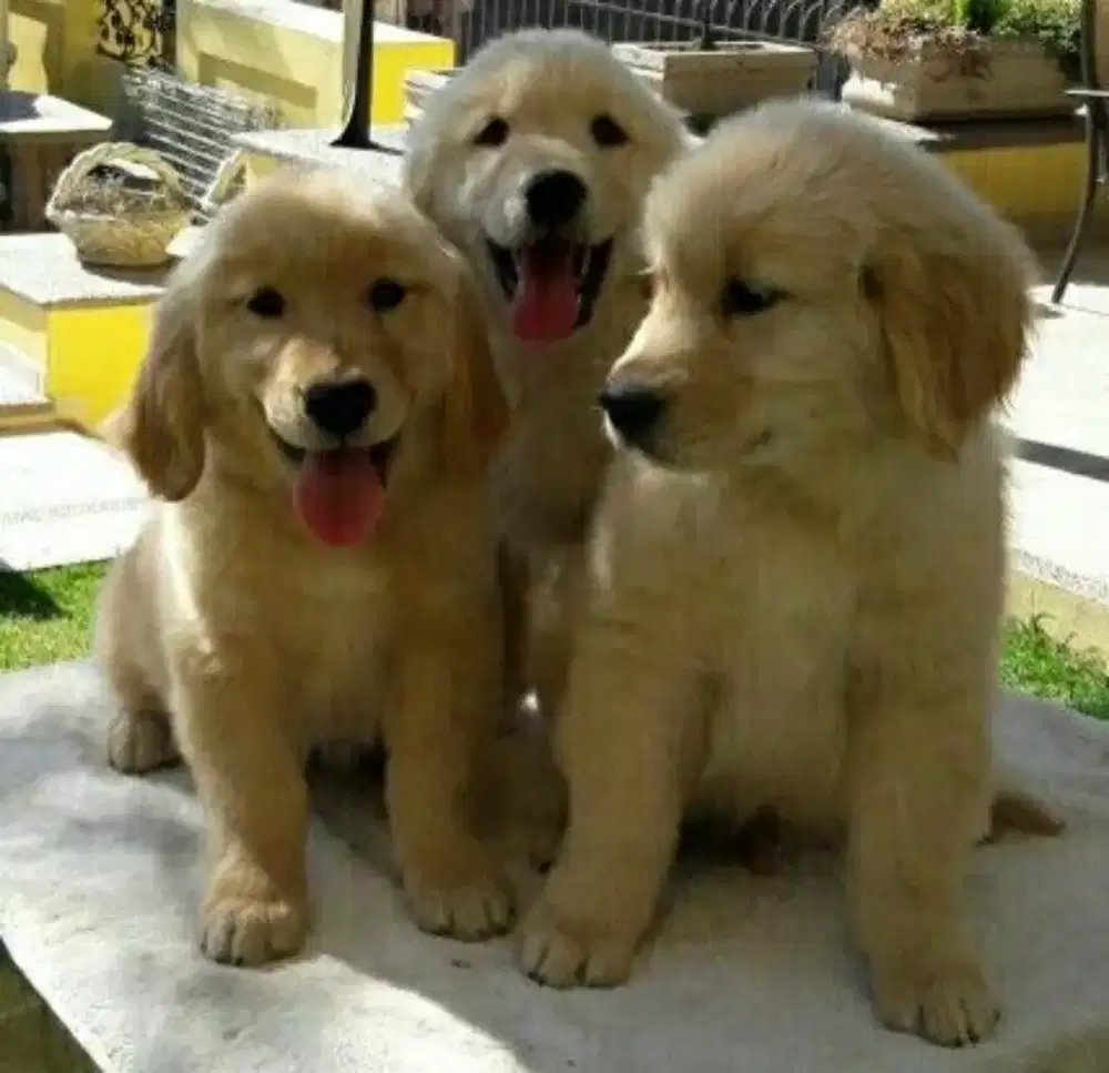 DIJUAL ANAK ANJING GOLDEN RETRIEVER
