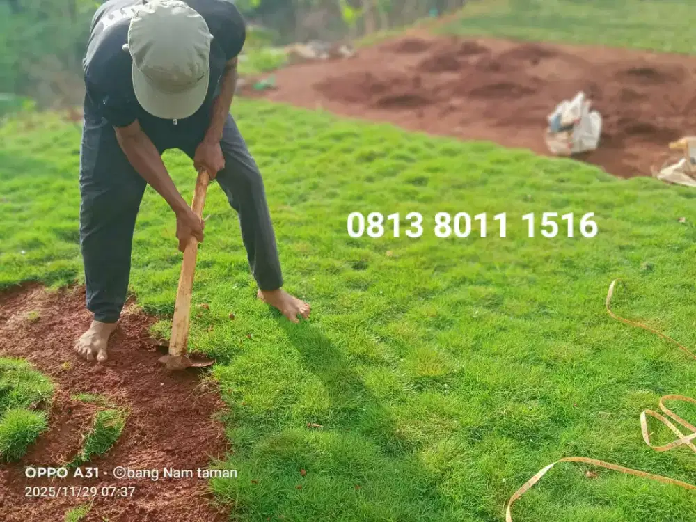 Rumput jepang ready stok