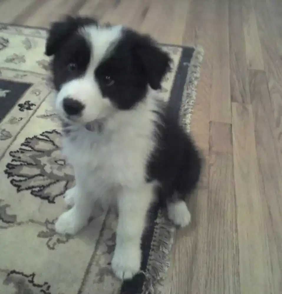 DIJUAL ANAK ANJING BORDER COLLIE