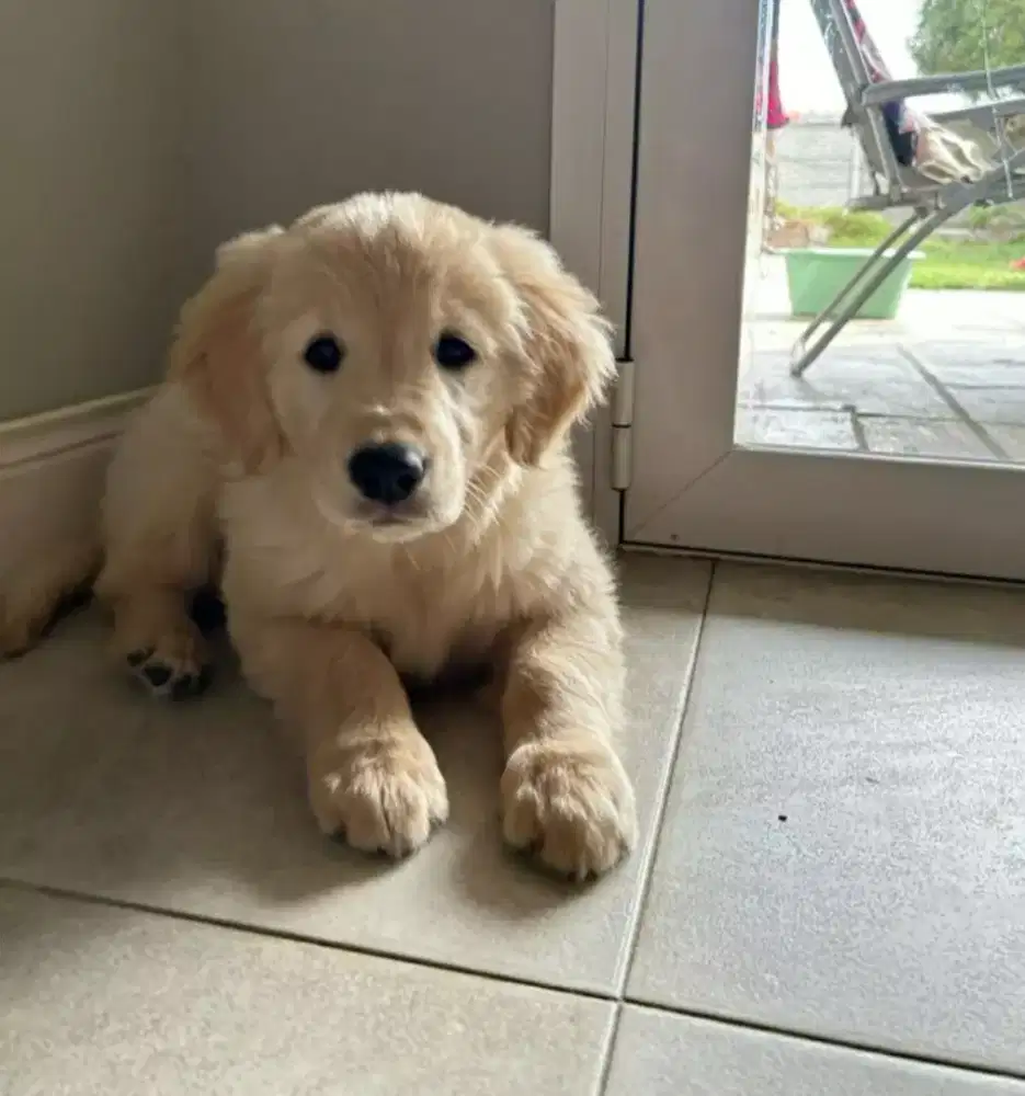 DIJUAL ANAK ANJING GOLDEN RETRIEVER