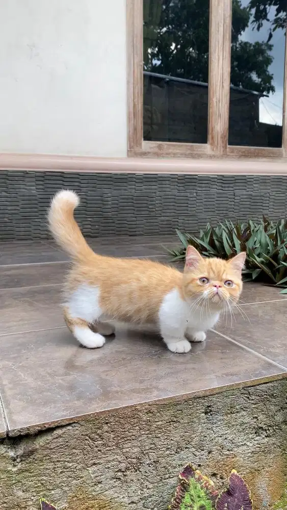 Kucing kitten munchkin peaknose exo british shorthair