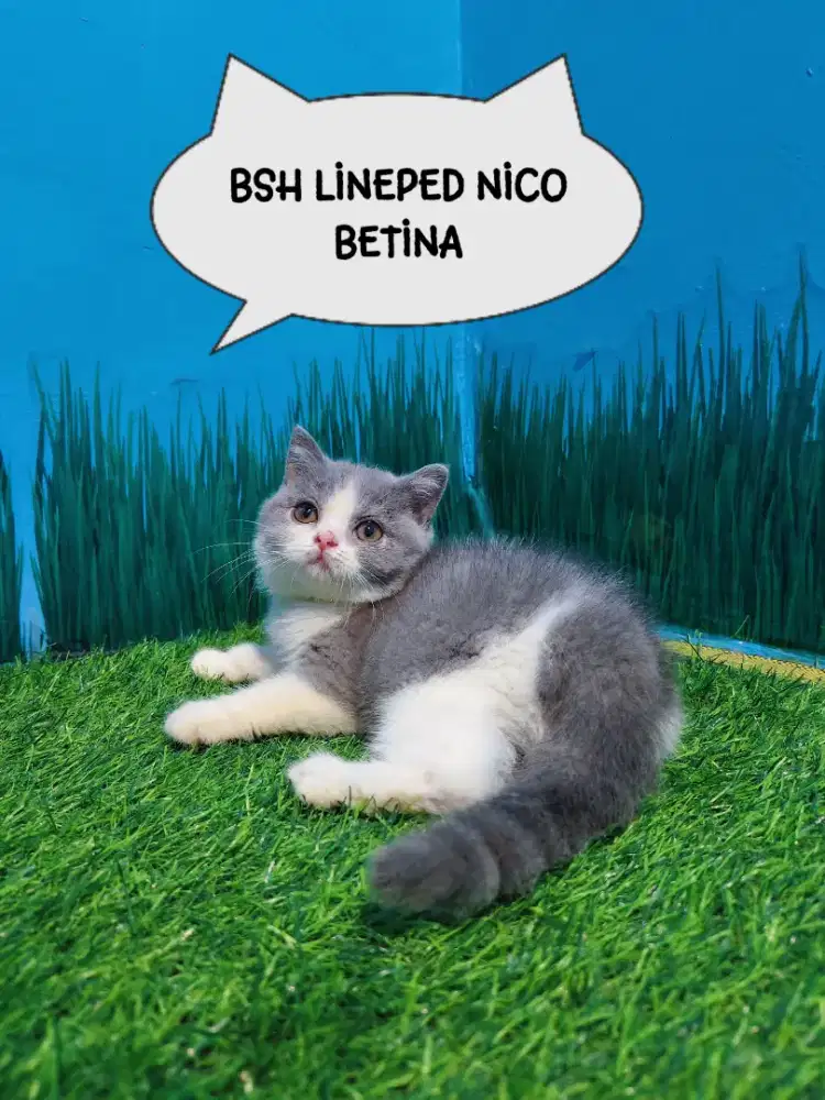 Kitten BSH British Short Hair Lineped Betina Calico Bico