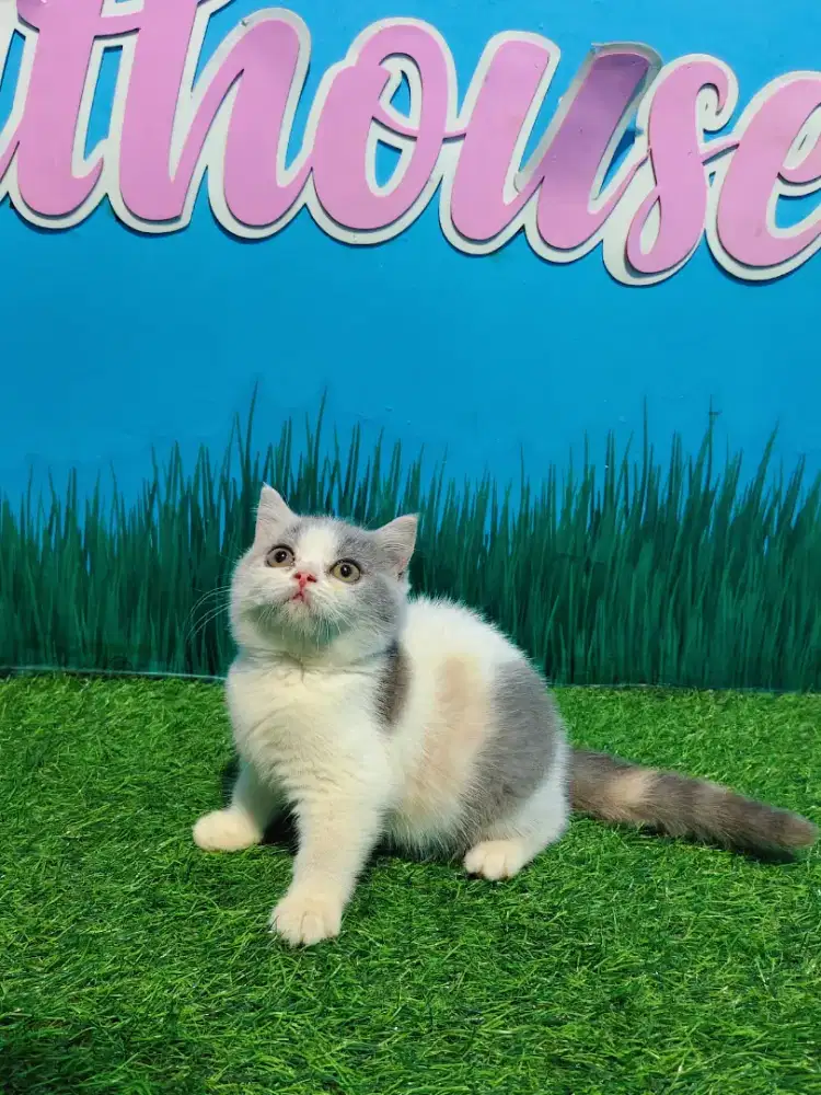 BSH Lineped Betina Calico Bicolor British Short Hair Kitten