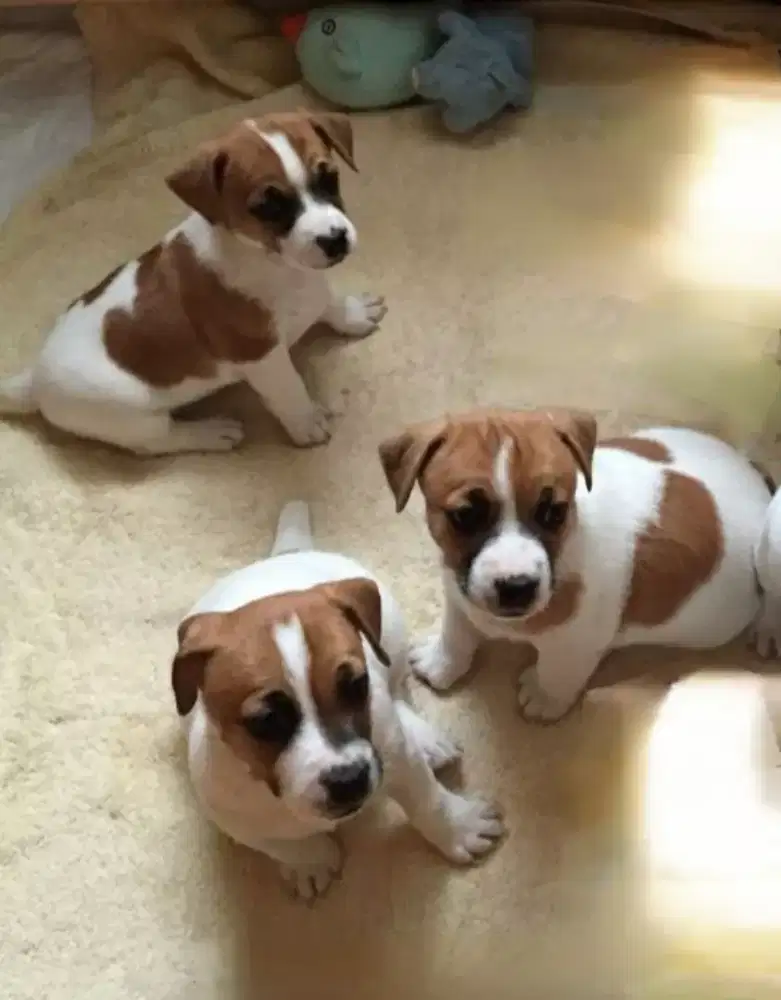 DIJUAL ANAK ANJING JACK RUSSELL