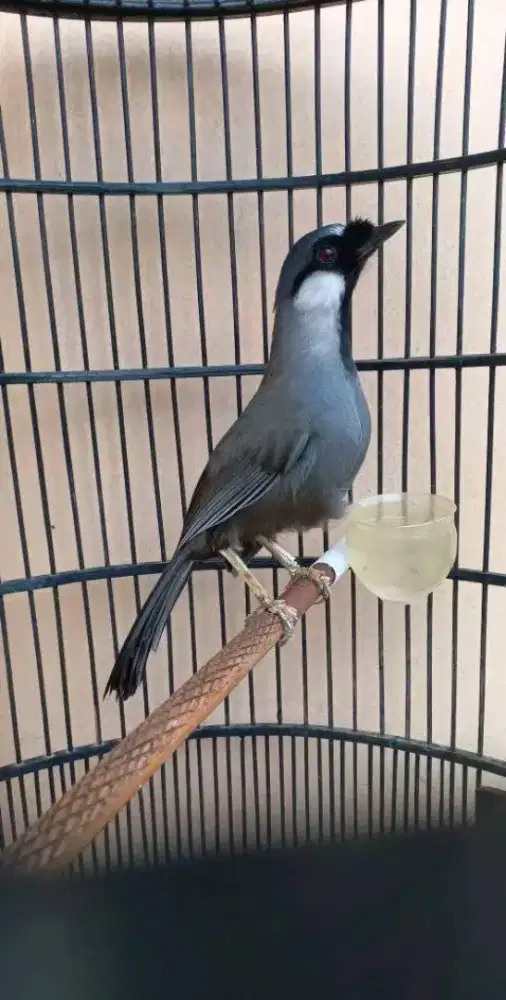 Poksay hongkong jantan mapan mulus gacor